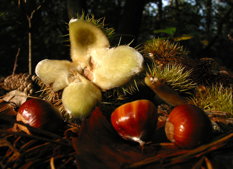 Kastanje in herfstlicht