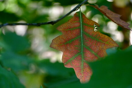 Herfst