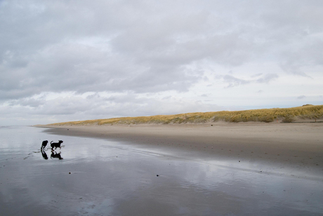 Honden op 't strand