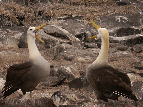 Kleppende Albatrossen