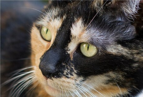 Lizzy close-up