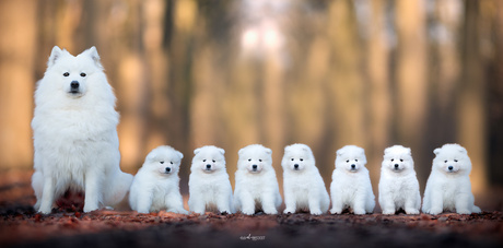 Nestje Samoyeed's