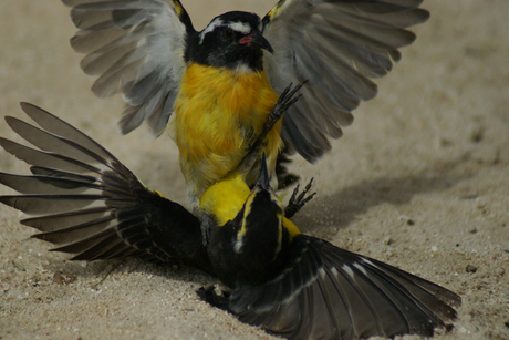 vechtende vogels Curacao