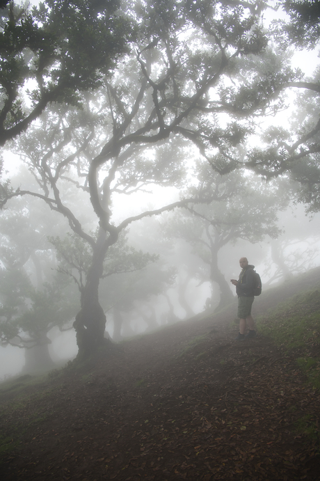 Funal Forest, Madeira