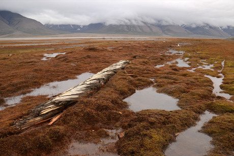 Aangespoeld op Spitsbergen