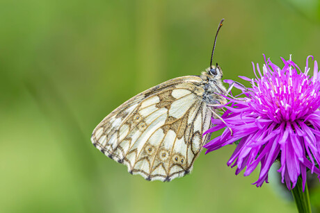 Bloemen en insecten in de Dolomieten