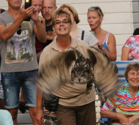 Uil in actie tijdens vogelshow