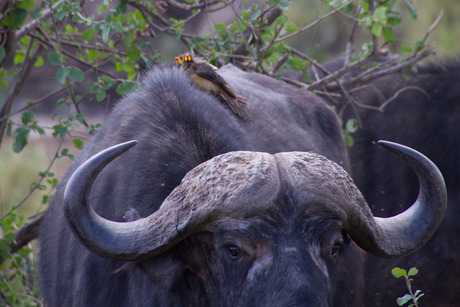 Buffalo with Oxpecker