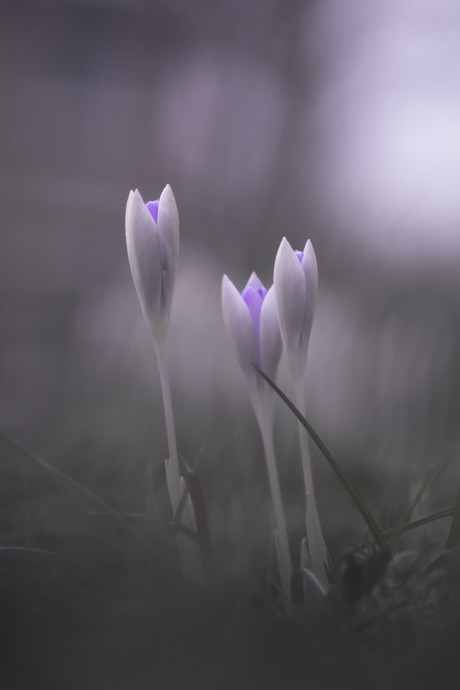 Crocus