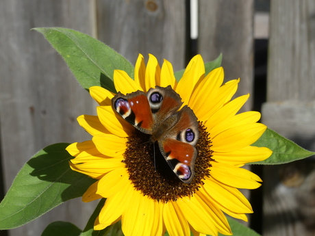 Vlinder op bloem