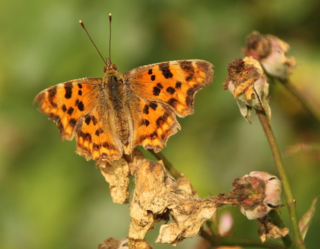 vlinder in de herfstzon