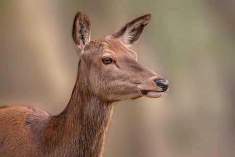 Veluwe in actie