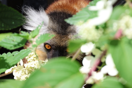 Hiding ring-tailed lemur