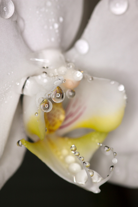 Waterdruppels op orchidee