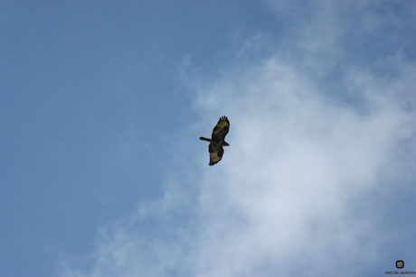 nog een foto van de buizerd.