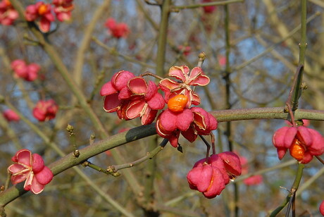 Vergane novemberpracht