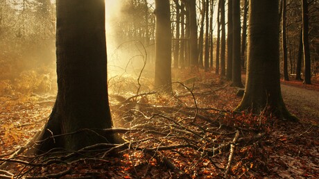 Een dampende boom in het bos