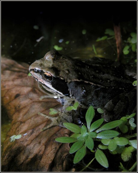 Rana temporaria