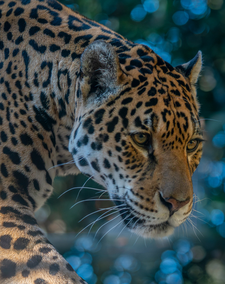 Jaguar