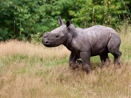 Tank, jonge neushoorn, bij Burgers' Zoo