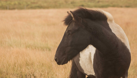 Het IJslandse paard....mooi int groot...