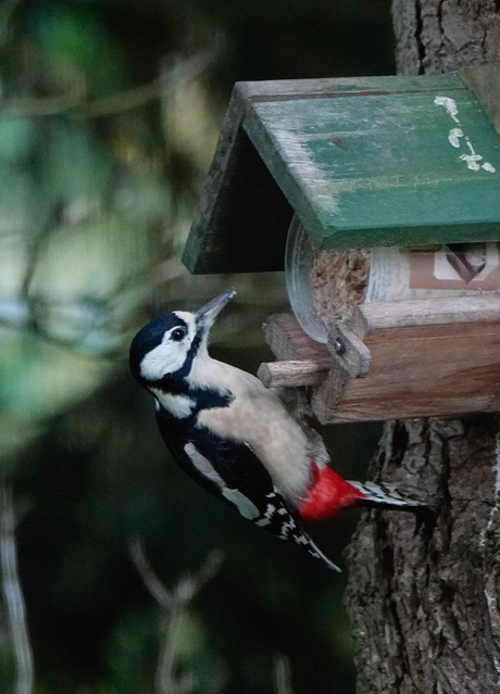 De grote bonte specht!🐦❤️😃