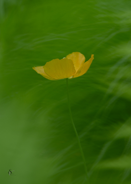 Schijnpapaver
