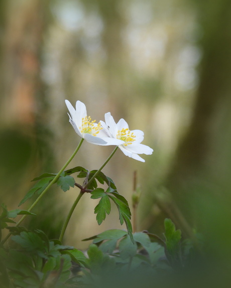  Karakteristieke voorjaarsbloeiers