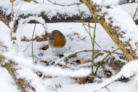 op zoek naar voedsel