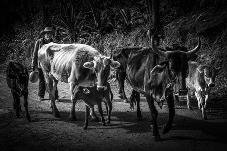Boliviaanse boer brengt vee thuis