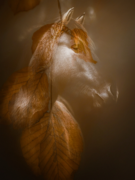 Konikpaard in Herfsttinten