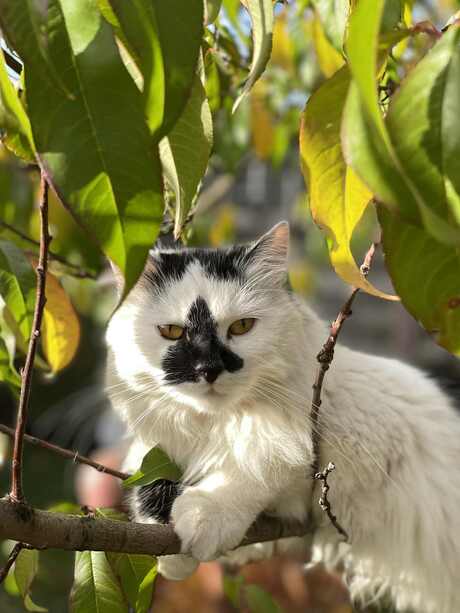 Fluffy 