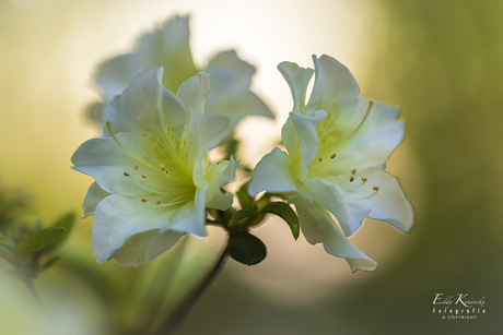 Gentse Azalea in de tuin.