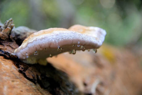 De eerste paddestoelen gespot