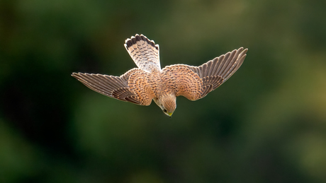 Torenvalk duikt naar de prooi