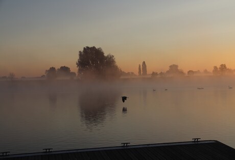 Reiger boven de Maas