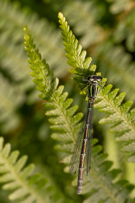 Summerschool week 1 macro: juffer in het groen