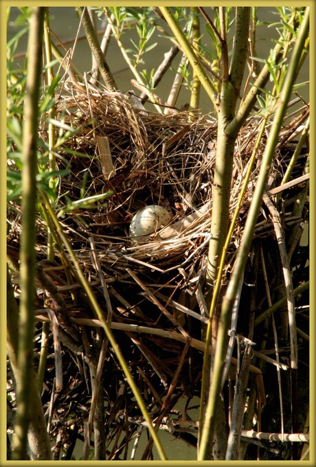 In mei leggen alle vogels ....