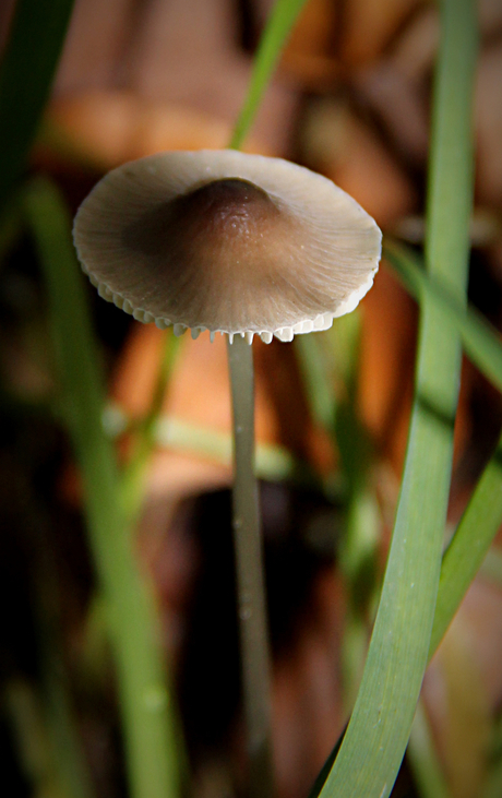 paddestoelen Heeswijk