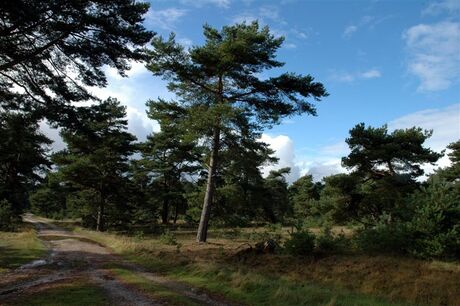 Eindeloze Veluwe 8