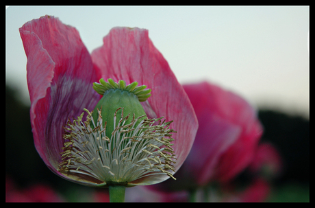 Papaver 2