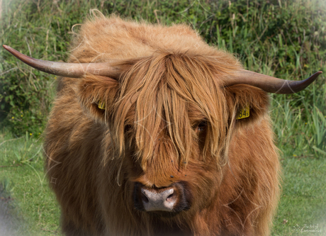 Schotse Hooglander