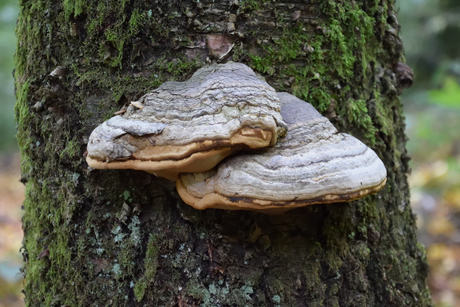 Paddenstoel aan de boom