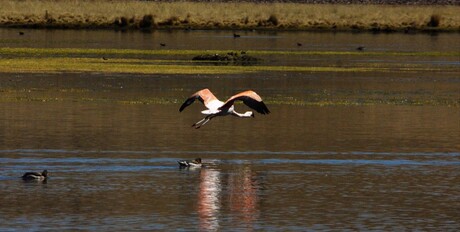 Flamingo in vlucht