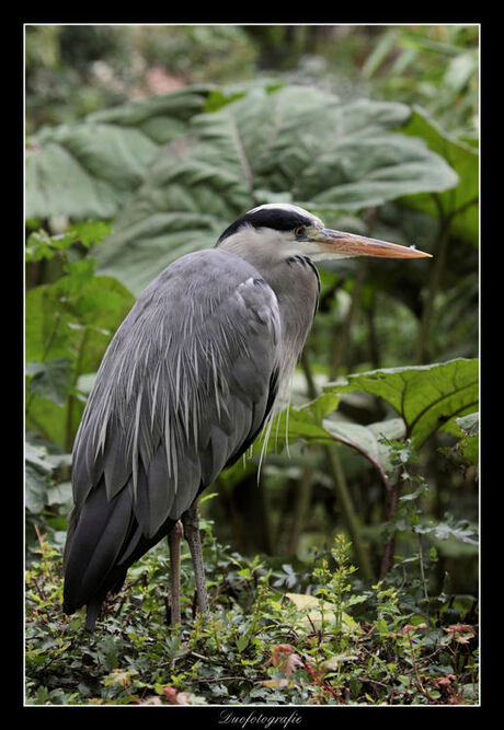 Reiger