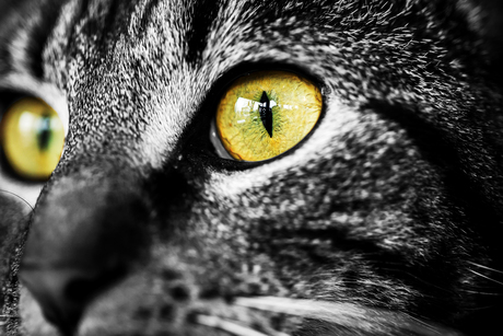 Macro Cat Eyes