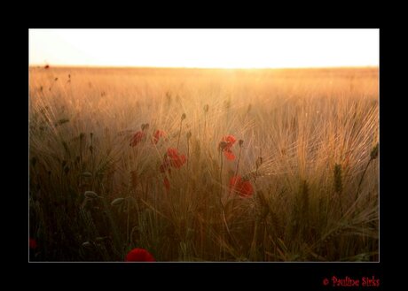 avondzon in gerstveld