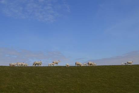 Schapen op de waddendijk 2