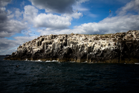 Inner Farne cliffs