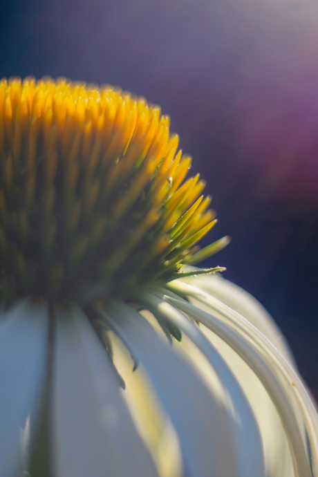 Bloem in de avondzon